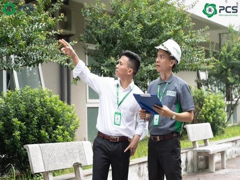 Hướng dẫn diệt mối tại nhà 